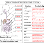 GCSE Biology Digestion Topic Resource Pack UPDATED Teaching