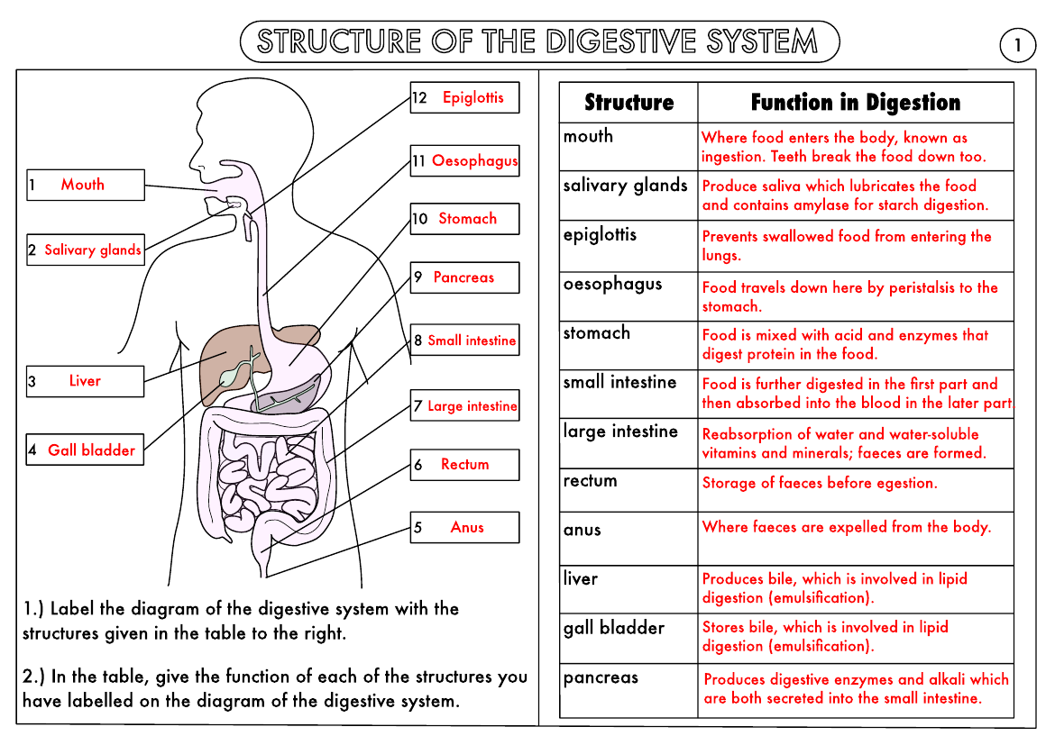 GCSE Biology Digestion Topic Resource Pack UPDATED Teaching 