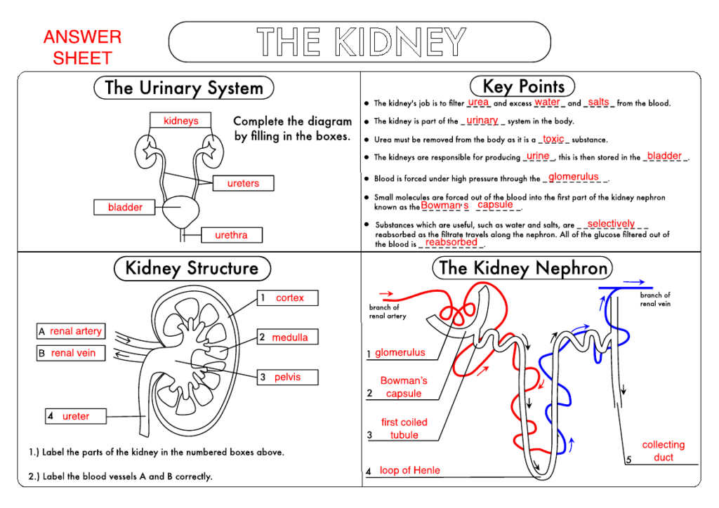 GCSE Biology Kidney Structure And Function Worksheet UPDATED 