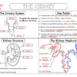 GCSE Biology Kidney Structure And Function Worksheet UPDATED