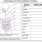 Huge GCSE Biology Worksheet Pack By Beckystoke Teaching Resources Tes