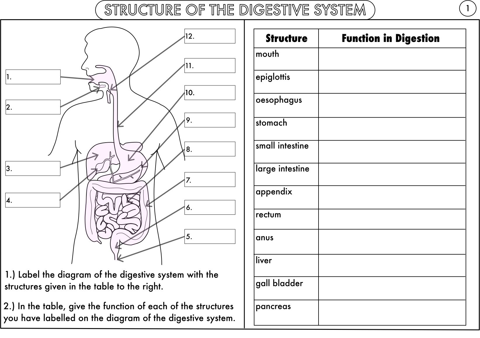 digestive-system-parts-and-functions-worksheet-pdf-function-worksheets