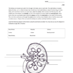 Kidney And Nephron Diagram Westgate Mennonite Collegiate