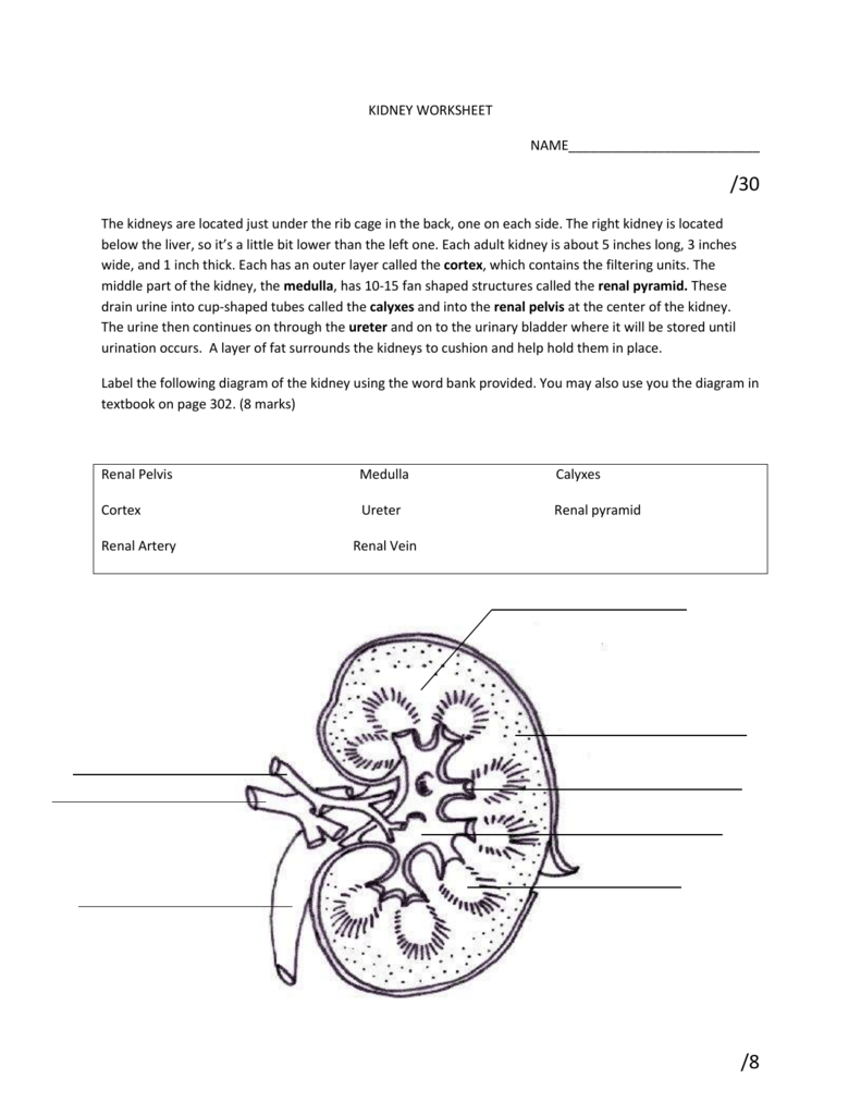 Kidney And Nephron Diagram Westgate Mennonite Collegiate