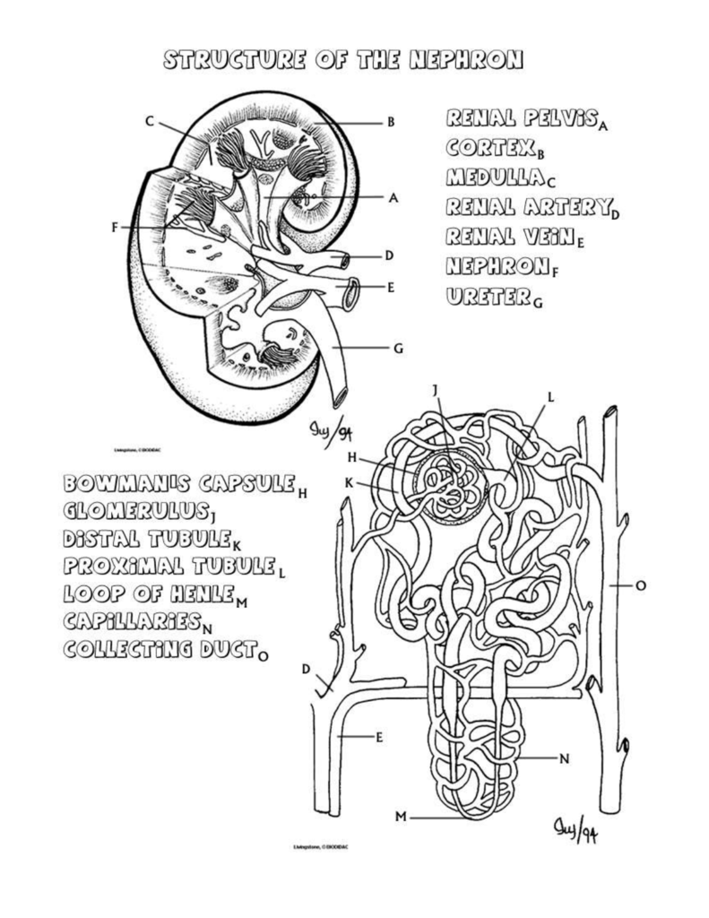 Kidney Worksheet Mmeb w