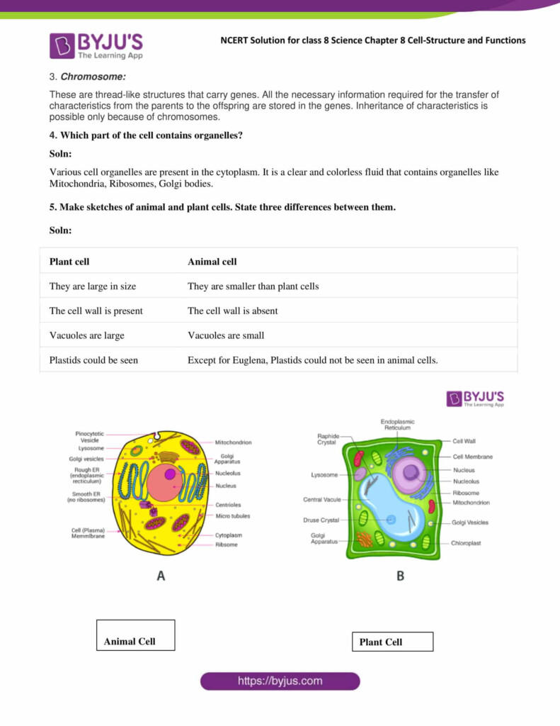 NCERT Solutions Class 8 Science Chapter 8 Cell Structure And Functions 