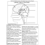 Science Human Systems 5 Brain Label Worksheet Brain Diagram