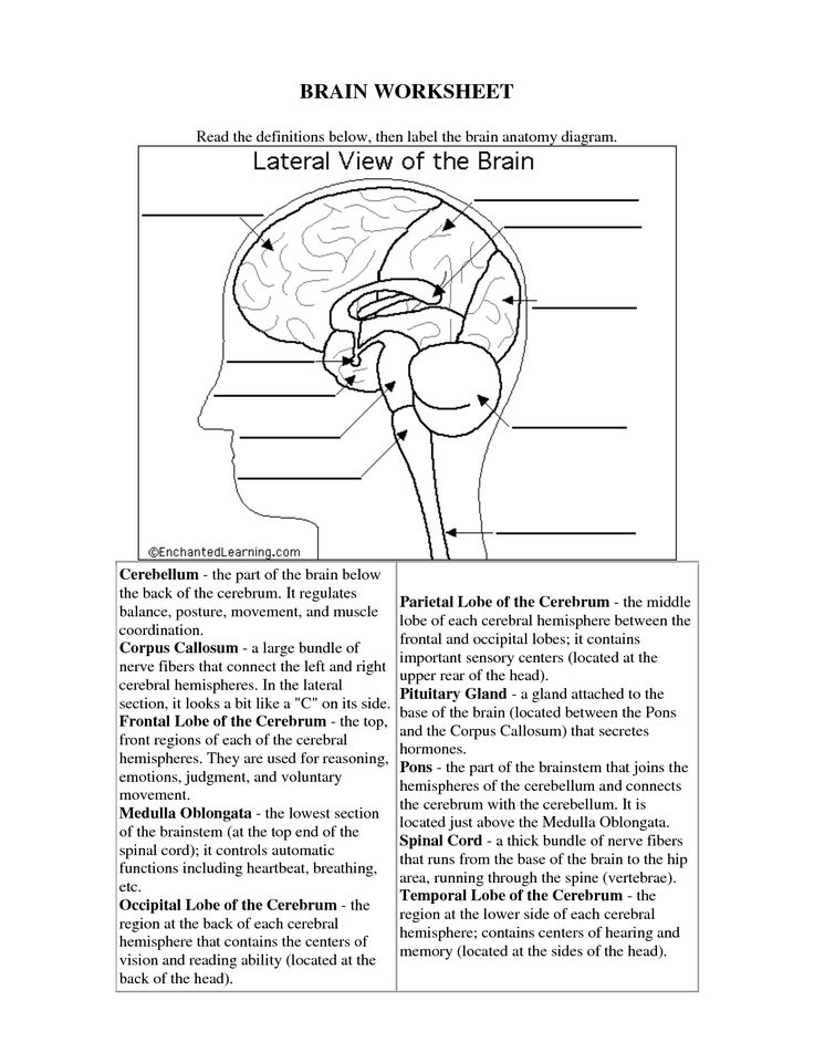 Science Human Systems 5 Brain Label Worksheet Brain Diagram 