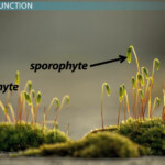 Sporangium Definition Function Video Lesson Transcript Study