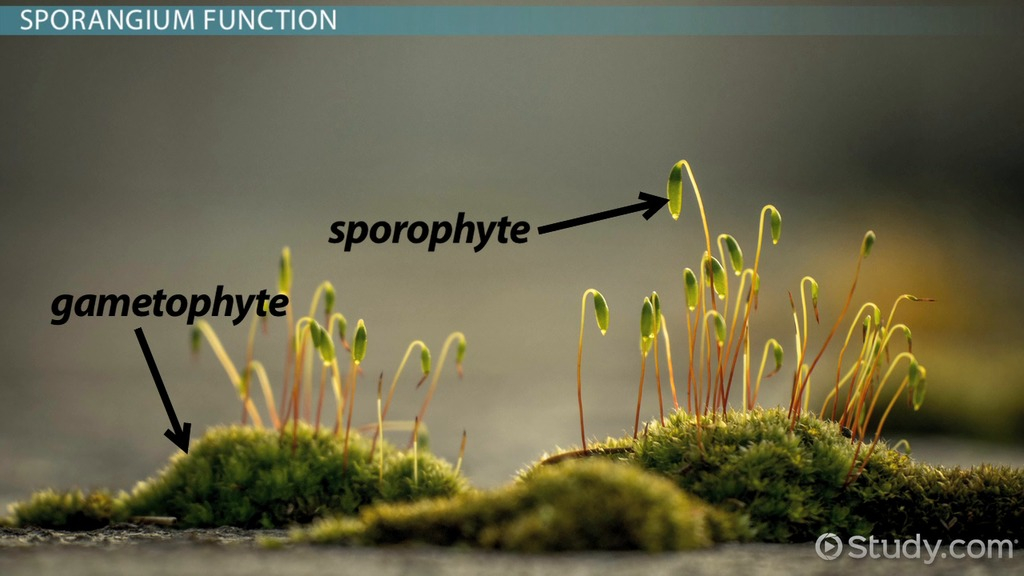 Sporangium Definition Function Video Lesson Transcript Study