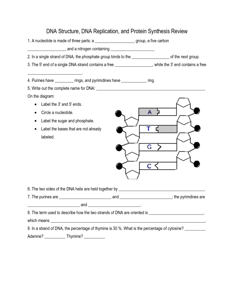 19 Best Images Of DNA Synthesis Worksheet