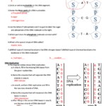 Biology Dna Worksheet Answer Key Printable Pdf Download