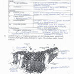 Cell Membrane Coloring Worksheet Answer Key Cells Worksheet Cell