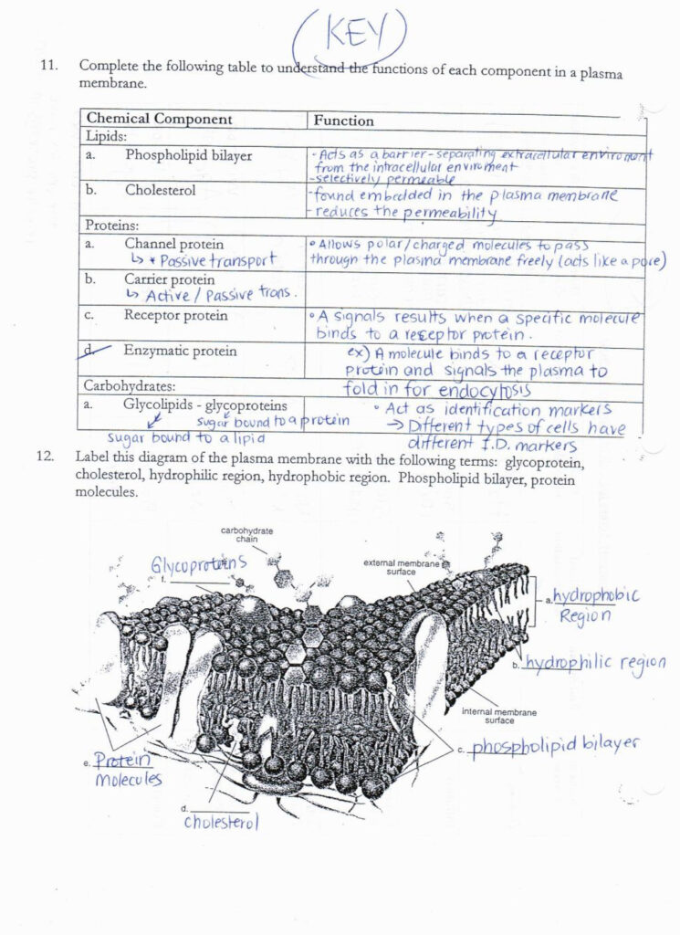 Cell Membrane Coloring Worksheet Answer Key Cells Worksheet Cell 