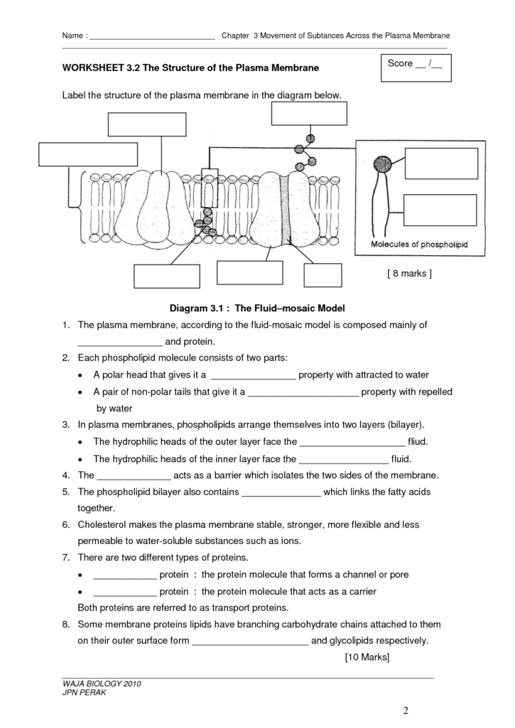 Cell Membrane Structure And Function Worksheet Answer Key Riz Books