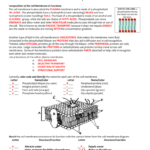 Cell Membrane Tonicity Worksheet