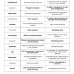 Cell Organelles And Their Functions Worksheet Answers Db excel