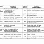 Cell Organelles Worksheet Answer Key Db excel