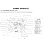 Cell Structure And Function Worksheet September 28 2017 Cells