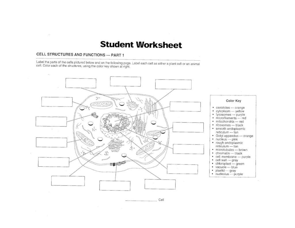 Cell Structure And Function Worksheet September 28 2017 Cells 