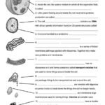 Cell Structure And Function Worksheets In 2020 Biology Worksheet