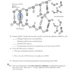 Dna Structure And Replication Worksheet Answer Key Ense anza Biolog a