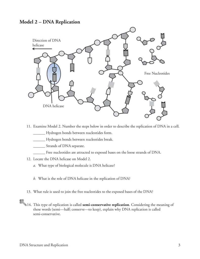 Dna Structure And Replication Worksheet Answer Key Ense anza Biolog a 