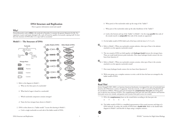 Dna Structure And Replication Worksheet Answers Key Db excel