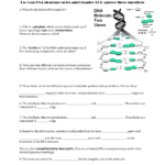 Dna Structure Worksheet