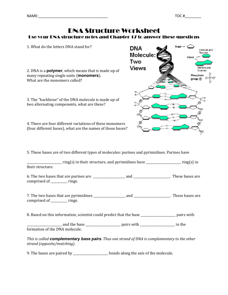 Dna Structure Worksheet