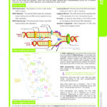 DNA Structure Worksheet Answer Key