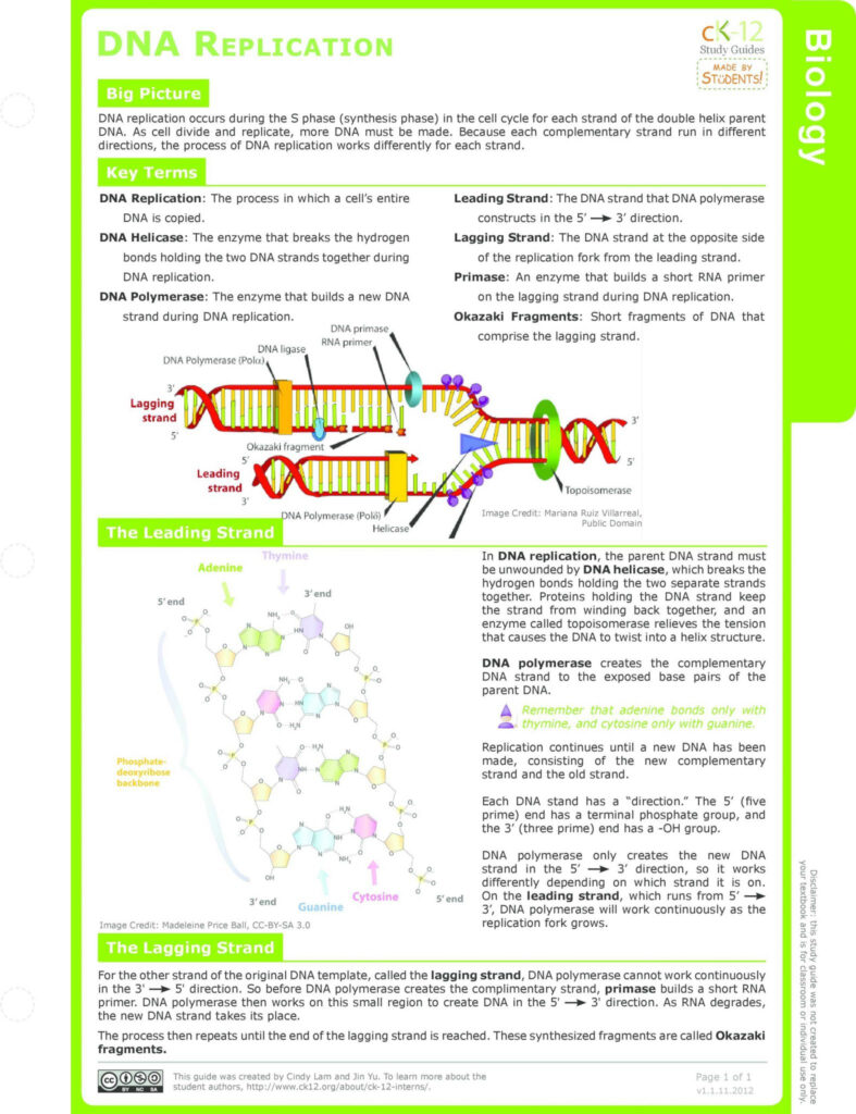 DNA Structure Worksheet Answer Key