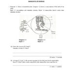 Leaf Structure And Function Worksheet