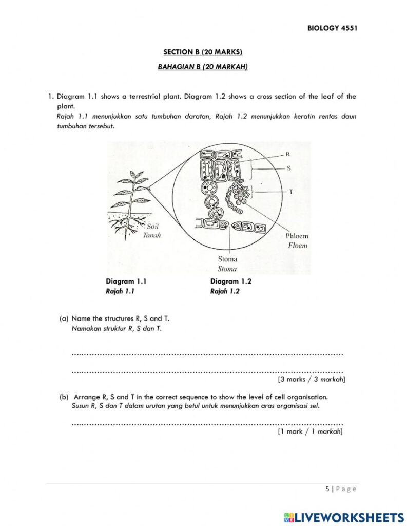 Leaf Structure And Function Worksheet