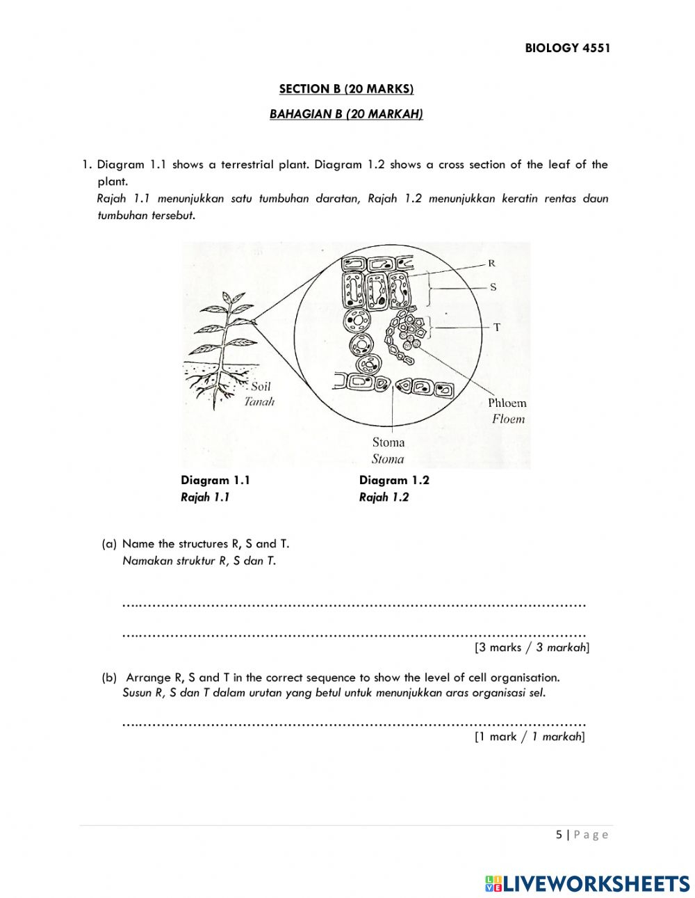 leaf-structure-and-function-worksheet-pdf-function-worksheets