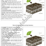 Parts Of The Leaf And Their Functions ESL Worksheet By GABASO