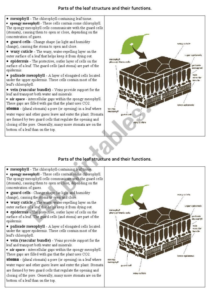 Parts Of The Leaf And Their Functions ESL Worksheet By GABASO