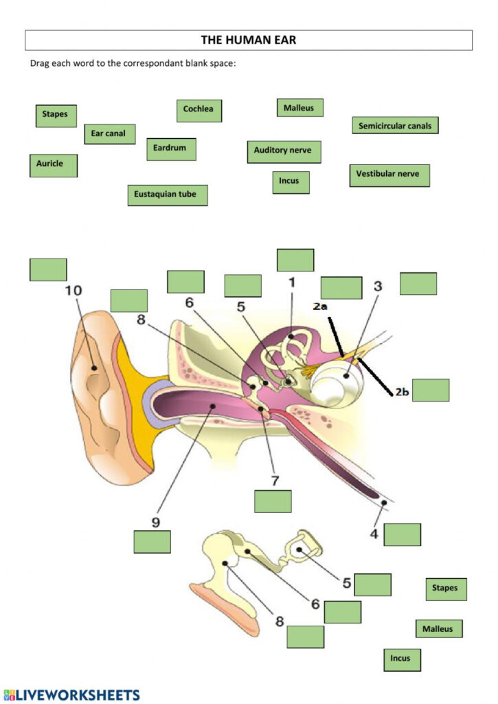 The Human Ear Worksheet