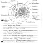 Worksheet Ideas Cell Organelles And Their Functionst Db excel