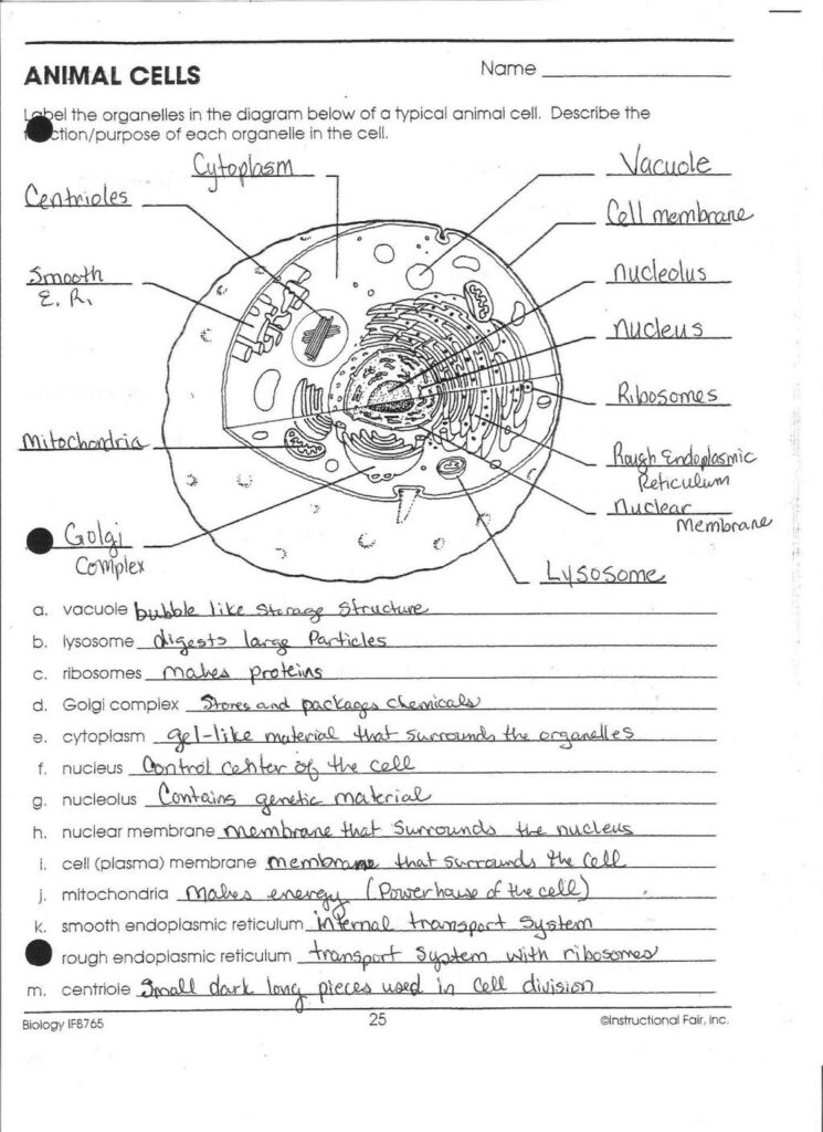 Worksheet Ideas Cell Organelles And Their Functionst Db excel