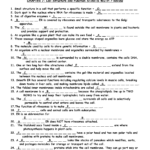 16 Cell Structure And Function Worksheet Answers Worksheeto