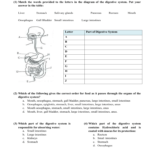 35 The Human Digestive System Worksheet Answers Support Worksheet