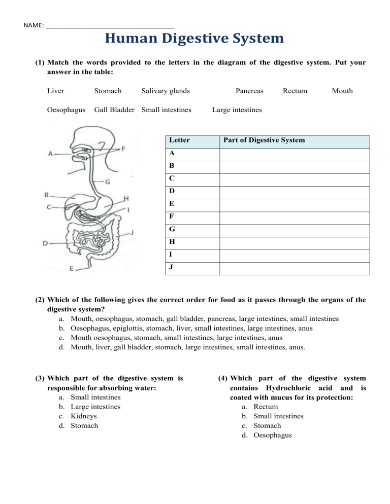 35 The Human Digestive System Worksheet Answers Support Worksheet