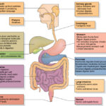 Ancient Paths Naturally Digestive Health Restorative Plan