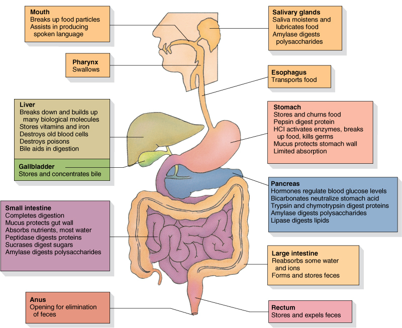 Ancient Paths Naturally Digestive Health Restorative Plan