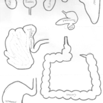 Digestive System Cut Out Worksheet Printable Worksheets And