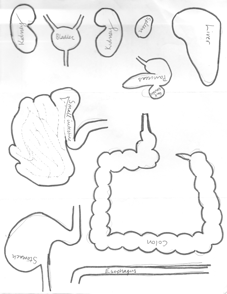 Digestive System Cut Out Worksheet Printable Worksheets And
