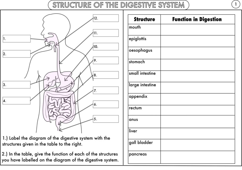 Digestive System Diagram Worksheets