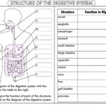 Digestive System Diagram Worksheets