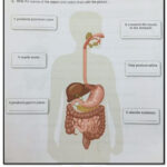 Digestive System Organs Functions Worksheet